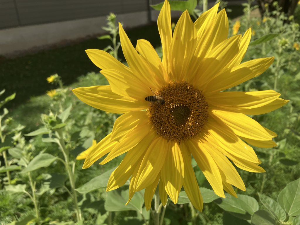 Biene fliegt in Sonnenblume im Klinikumsgarten Landsberg.